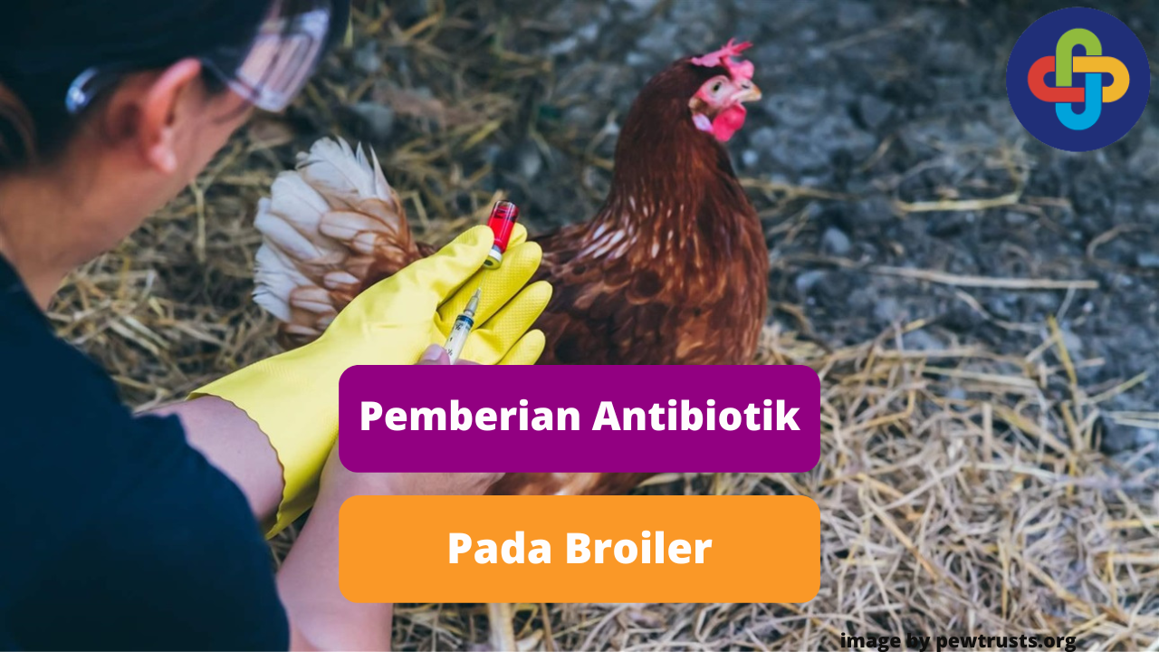 Tipis Pemberian Antibiotik Pada Ayam Broiler